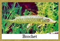 Brochet  